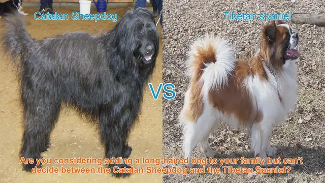 Video thumbnail for Catalan Sheepdog vs. Tibetan Spaniel: Choosing the Right Long-Haired Dog for Your Family