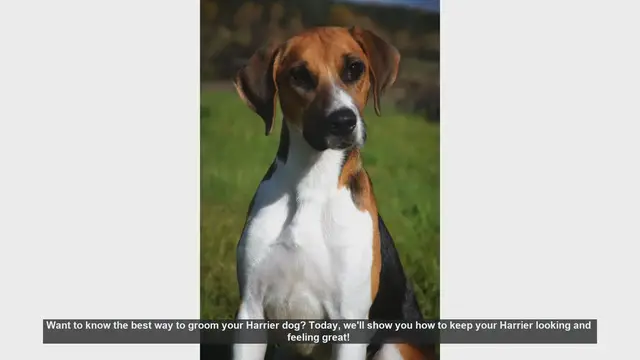 Video thumbnail for Essential Grooming Tips for Your Harrier Dog