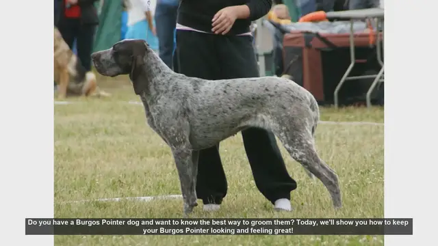 Video thumbnail for How to Groom Your Burgos Pointer: Essential Tips for a Happy Dog