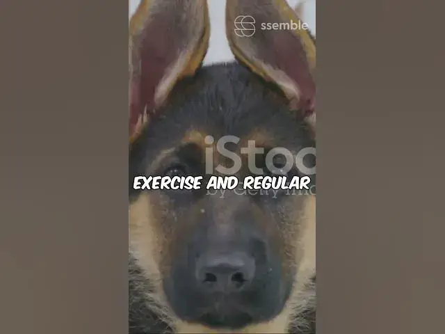 'Video thumbnail for Gsd 101 Puppy to Hero'