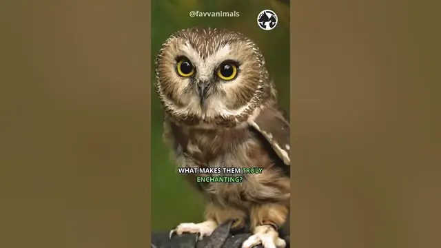 'Video thumbnail for TNocturnal Mystique: The Silent Flight of Owls #shorts #owl'