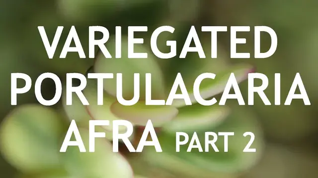 Video thumbnail for Small Variegated Portulacaria Afra Bonsai, from nursery material, 2