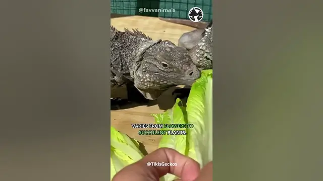 'Video thumbnail for Colorful Climbers The Iguana's Arboreal Adventure #shorts #iguana'