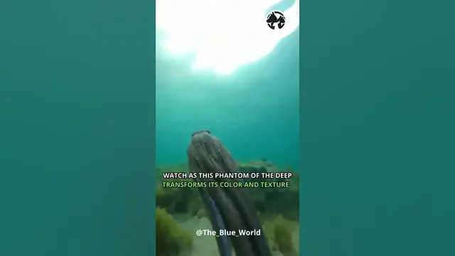 'Video thumbnail for Octopus Illusions: Unveiling the Art of Underwater Camouflage #shortvideo #short #shorts'