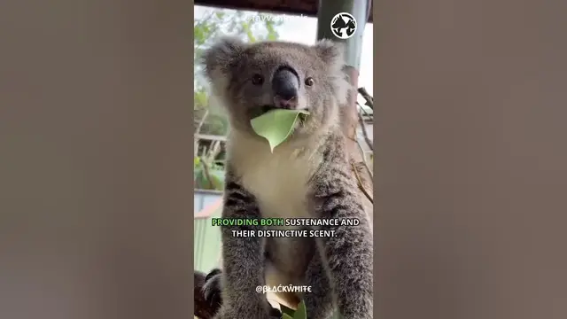 'Video thumbnail for Koala Chronicles Life in the Eucalyptus Canopy #shorts'