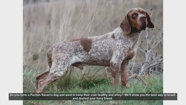 Video thumbnail for How to Brush and Deshed Your Pachón Navarro Dog for a Healthy Coat