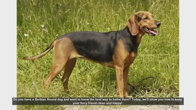 Video thumbnail for How to Bathe Your Serbian Hound: Step-by-Step Guide