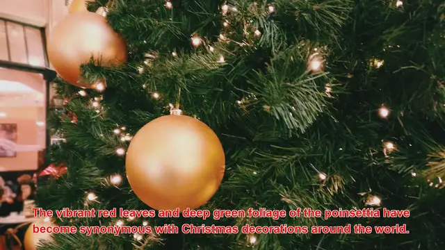 Video thumbnail for Why Is The Poinsettia A Common Christmas Flower?