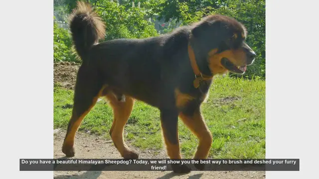 Video thumbnail for How to Brush and Deshed Your Himalayan Sheepdog: Step-by-Step Guide