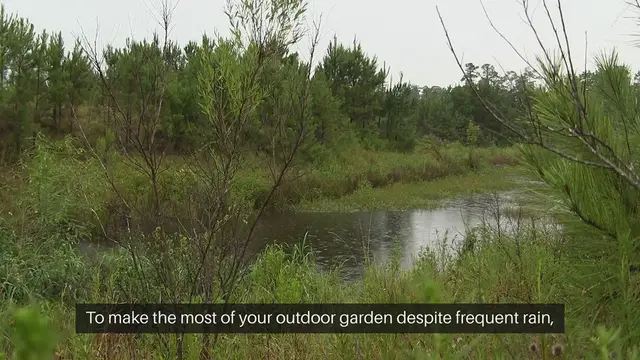 Video thumbnail for Outdoor Gardening Tips for Rainy Climates