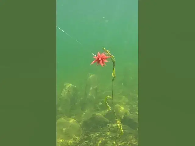Video thumbnail for Woah 😳. What a cool version of the urchin bait!