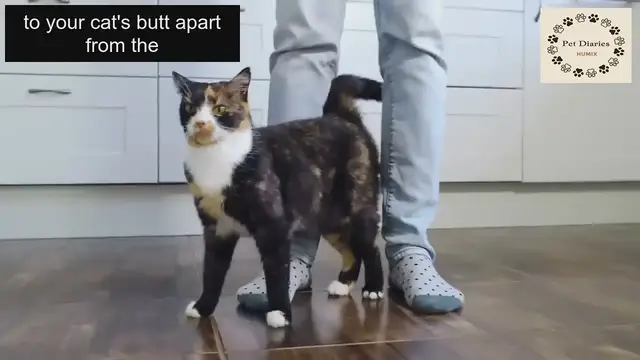 'Video thumbnail for Cat Butt Secrets Revealed!'