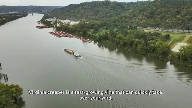 Video thumbnail for How To Get Rid Of Virginia Creeper?