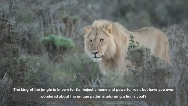 Video thumbnail for 10 Surprising Facts About Lion Coat Patterns