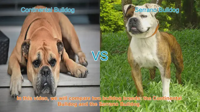 Video thumbnail for Comparing Continental Bulldog and Serrano Bulldog: A Comprehensive Guide