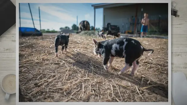 Video thumbnail for Exploring Petco's Rabbit Selection: A Comprehensive Guide