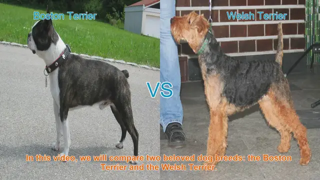 Video thumbnail for Boston Terrier vs. Welsh Terrier: A Comparison of Beloved Dog Breeds