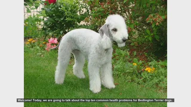 Video thumbnail for Top 10 Common Health Problems in Bedlington Terriers