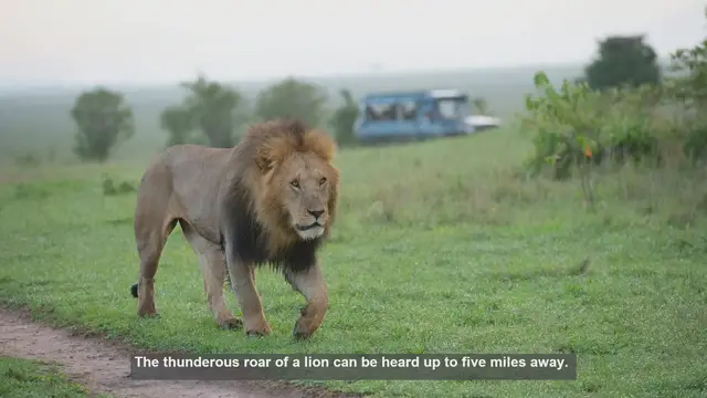 Video thumbnail for 10 Surprising Facts About Lion Roars