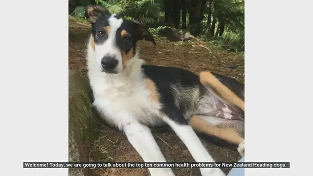 Video thumbnail for Top 10 Common Health Problems in New Zealand Heading Dogs
