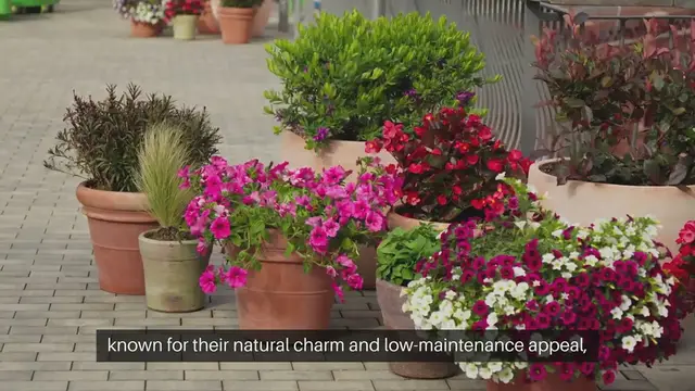 Video thumbnail for Rock Garden Plants For Stunning Landscapes