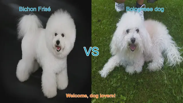 Video thumbnail for Bichon Frisé vs. Bolognese Dog: A Comprehensive Comparison