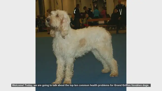 Video thumbnail for Top 10 Common Health Problems in Grand Griffon Vendéen Dogs