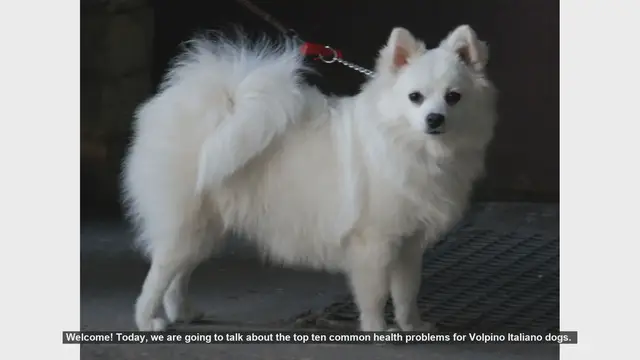 Video thumbnail for Top 10 Common Health Problems in Volpino Italiano Dogs