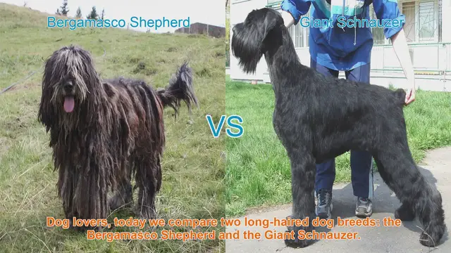 Video thumbnail for Bergamasco Shepherd vs. Giant Schnauzer: A Comparison of Long-Haired Dog Breeds