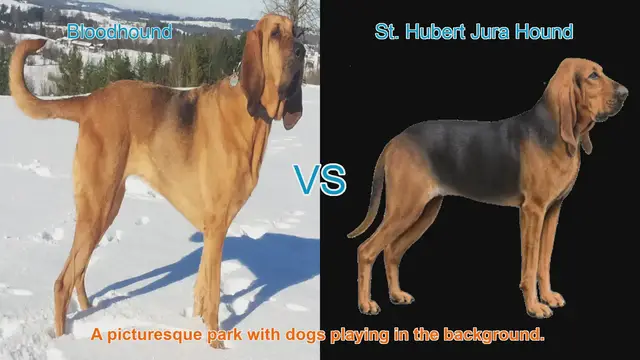 Video thumbnail for Comparing Bloodhound and St. Hubert Jura Hound: A Comprehensive Guide