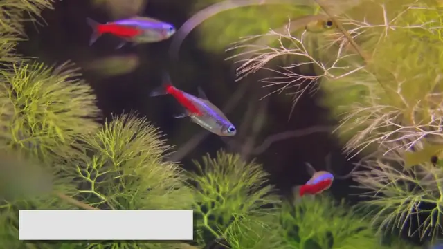 'Video thumbnail for Neon Tetras and Their Diet: A Beginner's Guide'