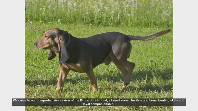Video thumbnail for Bruno Jura Hound: The Ultimate Hunting Companion and Loyal Family Pet