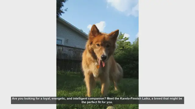 Video thumbnail for Meet the Karelo-Finnish Laika: Your Energetic and Loyal Companion