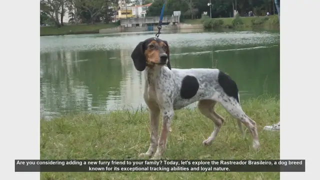 Video thumbnail for Meet the Rastreador Brasileiro: The Ultimate Tracking Companion