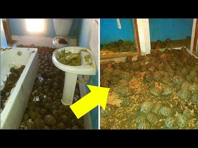 Video thumbnail for Police Follow a Foul Stench into an Abandoned House — They Find 3,000 Rare Tortoises