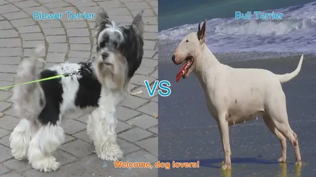 Video thumbnail for Biewer Terrier vs. Bull Terrier: A Comprehensive Breed Comparison