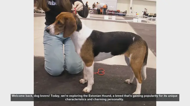 Video thumbnail for Pros and Cons of Owning an Estonian Hound