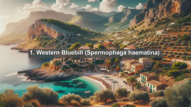 Video thumbnail for Discovering Sierra Leone's Avian Treasures: Top 10 Native Birds