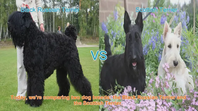 Video thumbnail for Black Russian Terrier vs. Scottish Terrier: A Breed Comparison