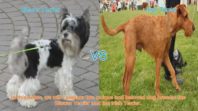 Video thumbnail for Biewer Terrier vs. Irish Terrier: A Comprehensive Comparison