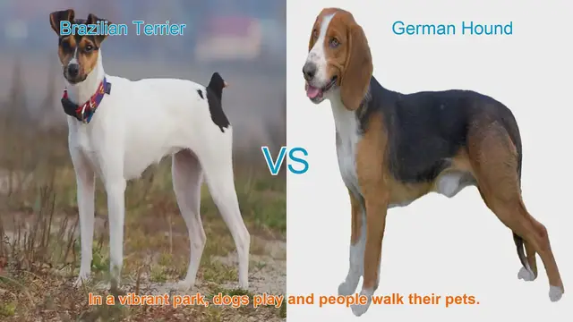 Video thumbnail for Brazilian Terrier vs. German Hound: A Breed Comparison