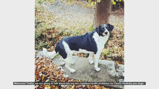 Video thumbnail for Top 10 Common Health Problems in Český Strakatý Pes Dogs