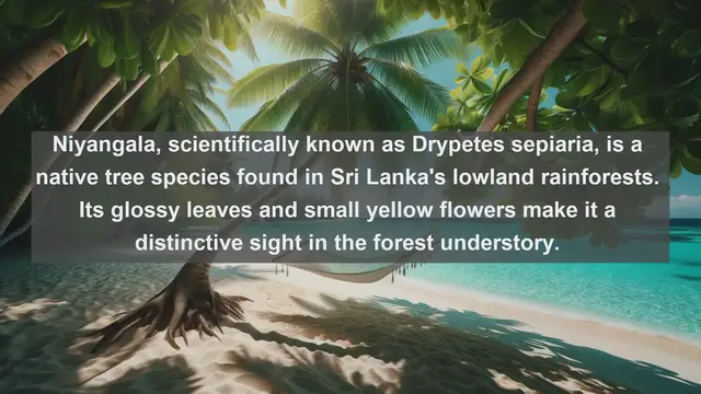 Video thumbnail for Exploring Sri Lanka's Natural Treasures: Top 10 Native Plants You Need to Know