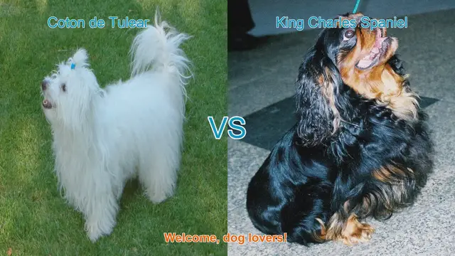Video thumbnail for Coton de Tulear vs. King Charles Spaniel: A Comparison of Adorable Long-Haired Dog Breeds
