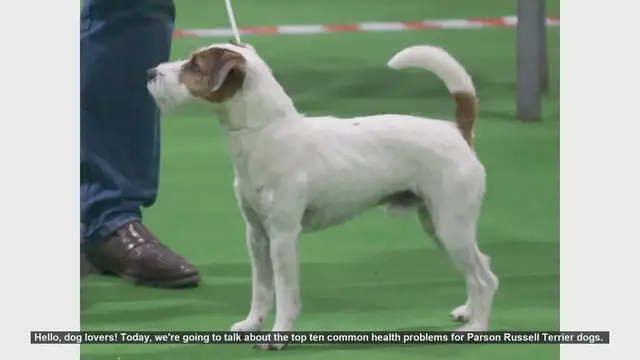 Video thumbnail for Top 10 Health Problems in Parson Russell Terriers: What You Need to Know