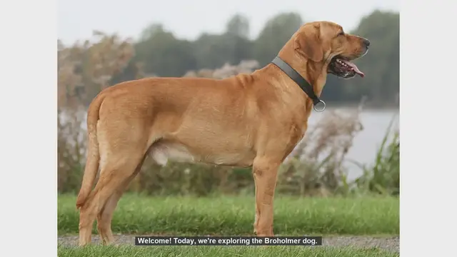 Video thumbnail for Top 10 Fascinating Facts About the Broholmer Dog