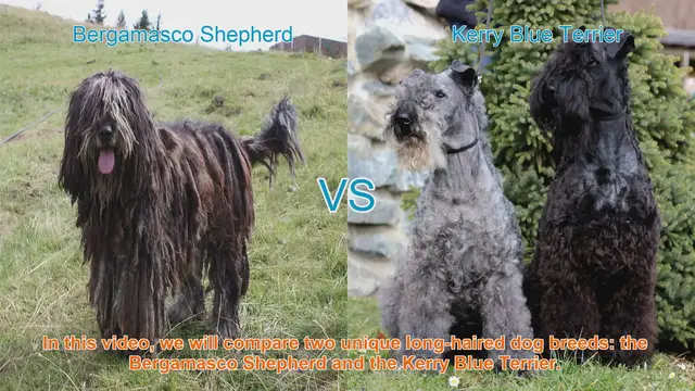 Video thumbnail for Bergamasco Shepherd vs. Kerry Blue Terrier: A Comparison of Unique Long-Haired Dog Breeds