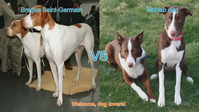 Video thumbnail for Braque Saint-Germain vs. McNab Dog: A Comprehensive Comparison