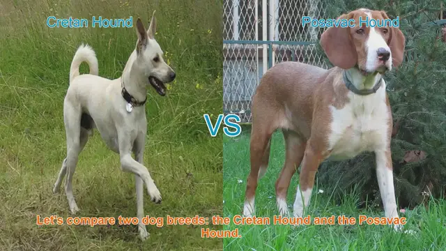 Video thumbnail for Comparing Cretan Hound and Posavac Hound: Essential Breed Information