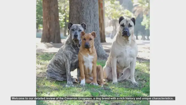 Video thumbnail for Cimarrón Uruguayo: The Loyal and Versatile Canine Companion